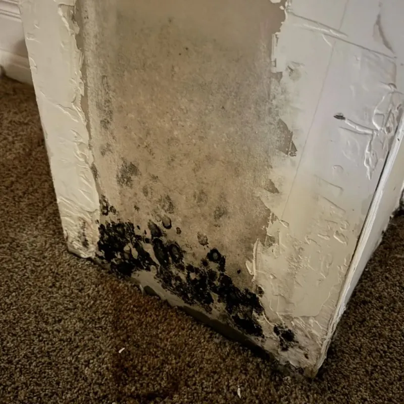 Professional Mold Removal in Logansport, LA